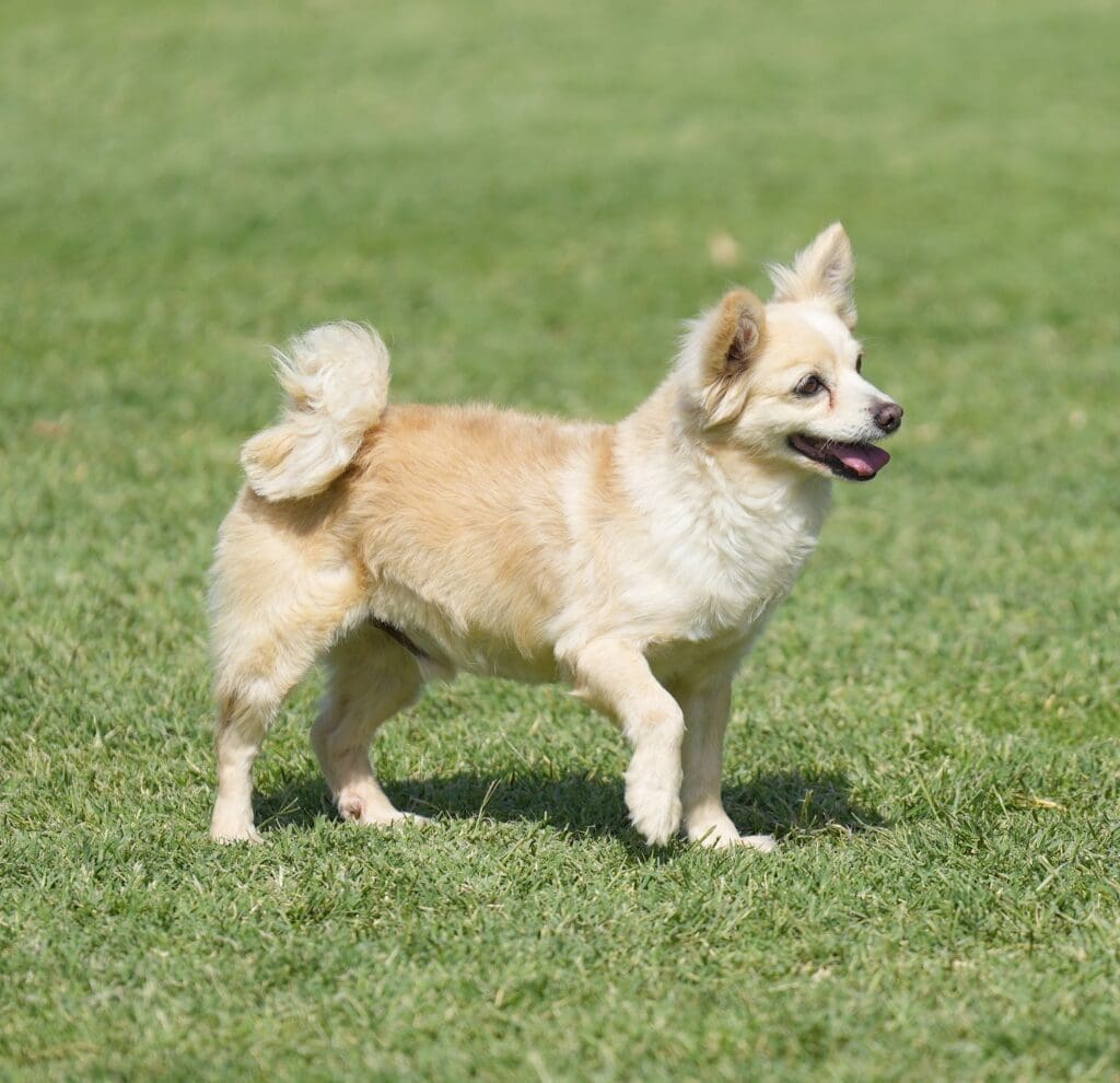 Turner Dog For Adoption at Bed & Biscuits Bed & Biscuits