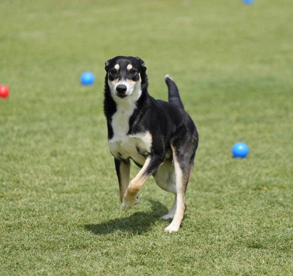 Bert Dog For Adoption at Bed & Biscuits Bed & Biscuits