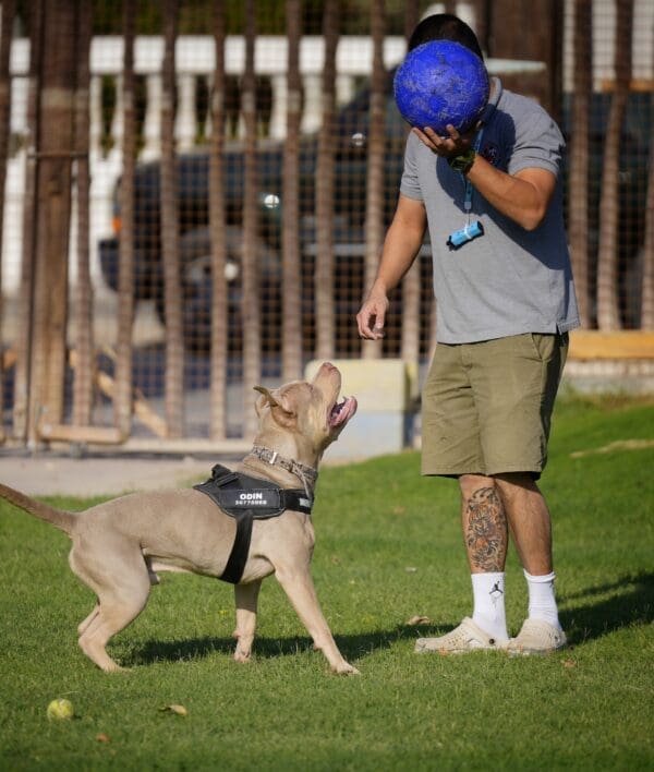 Bed & Biscuits Bahrain Where Pets Find Ultimate Care