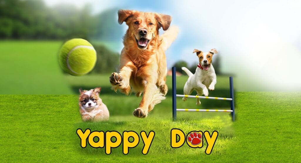 Bahrain's Premier Pet Hotel Services 1 Luxury Bed