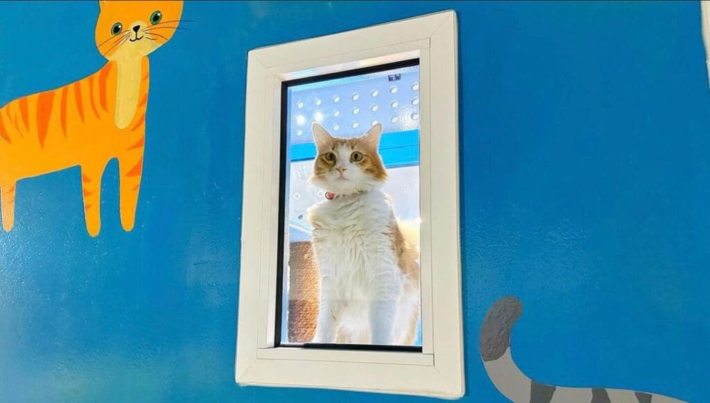 Bahrain's Premier Pet Hotel Services 1 Luxury Bed