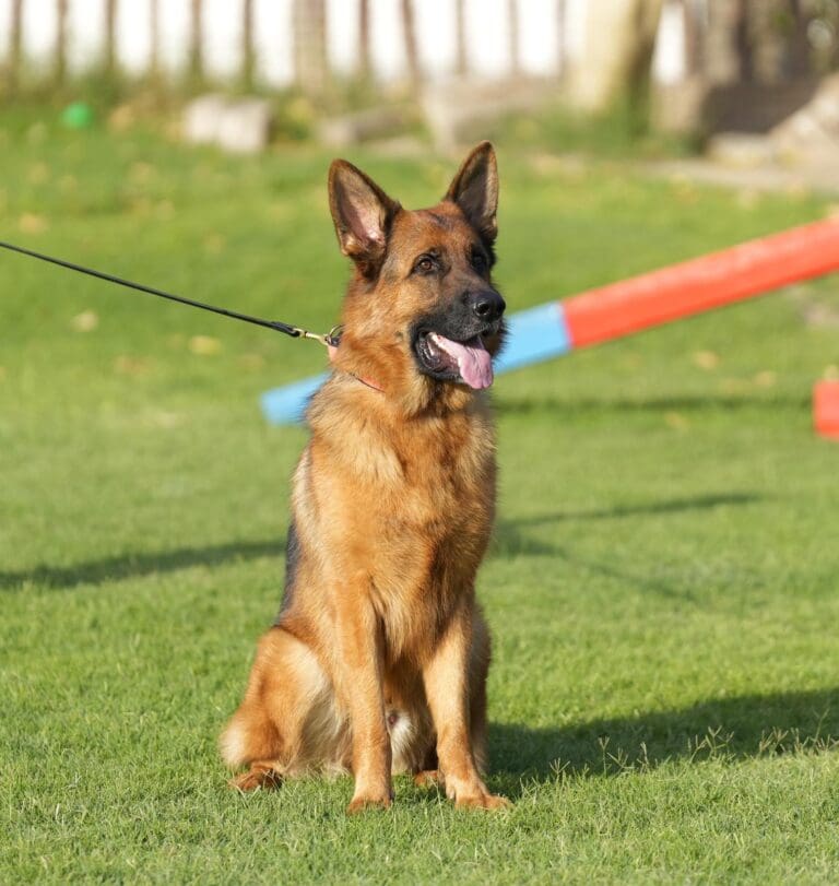 Max Dog For Adoption Bed & Biscuits Bahrain