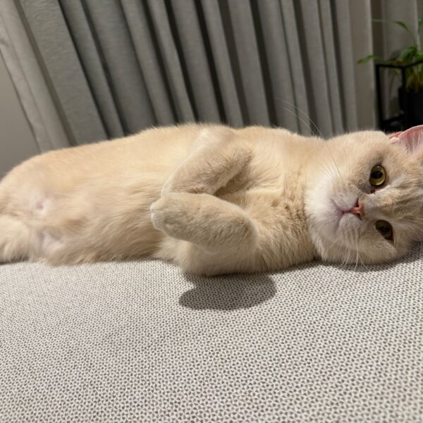 dog adoption, pet adoption bahrain, pet relocation bahrain